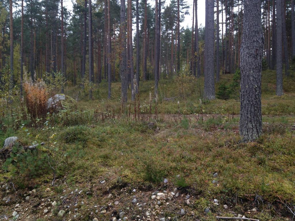 Kultainen Kaava Cottages Padasjoki المظهر الخارجي الصورة